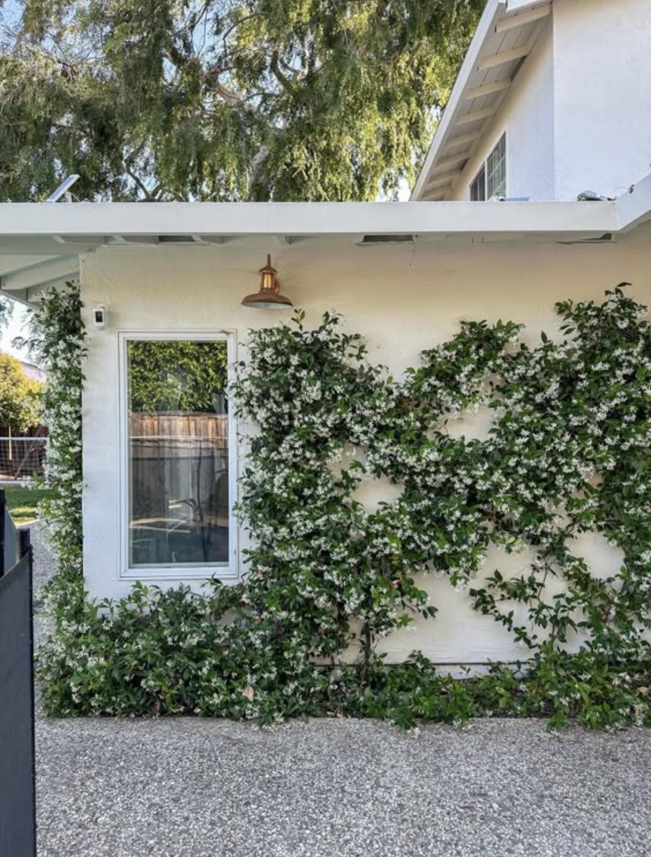 Pergola with decorative timber fretwork detail and outdoor plants, Northern NSW